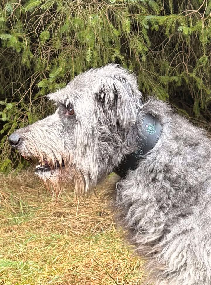 Celtichound Collar on a Celtic Hound